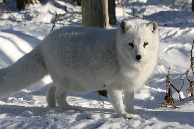 Full Day Lapland Tour, including Lunch and Dinner - Guide style and group size