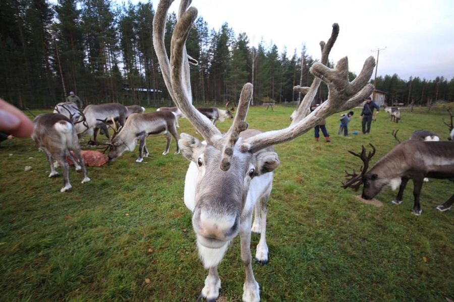 Full day: Reindeer Farm, Santa Claus Village & Husky Park - Reindeer, feeding time, and the ride that depends on snow