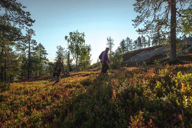 Guided easy hike in Finland deepest gorge in Pyhä-Luosto National Park - Timing, weather, and what to bring