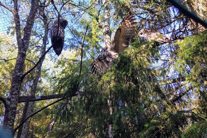 Guided Ranua Wildlife Park tour with Lunch, Small group adventure - Booking, cancellations, and small practical details