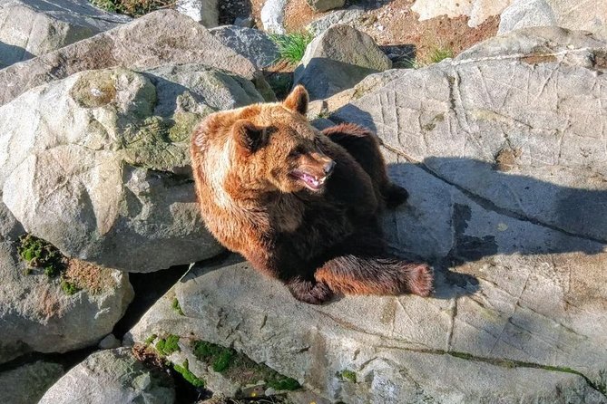 Guided Ranua Wildlife Park tour with Lunch, Small group adventure - How much guiding should you expect?
