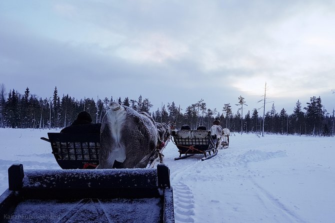 Guided reindeer farm visit and one hour sledge safari - Pyha-Luosto National Park, Luosto, and Pyhatunturi