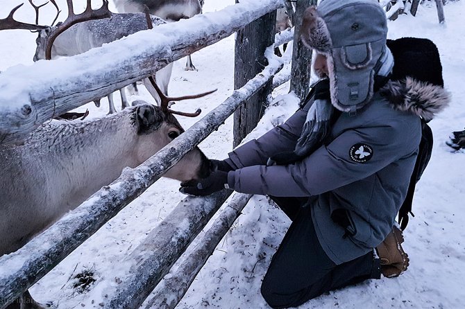 Guided reindeer farm visit and one hour sledge safari - Why the 1:30 pm start needs thought