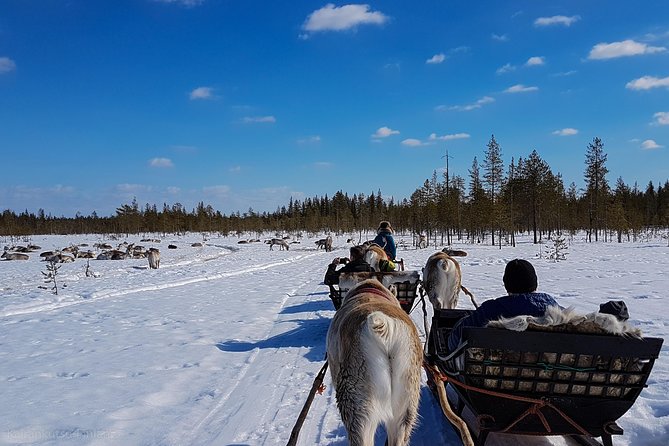 Guided reindeer farm visit and one hour sledge safari - The real value of a $156.03 experience