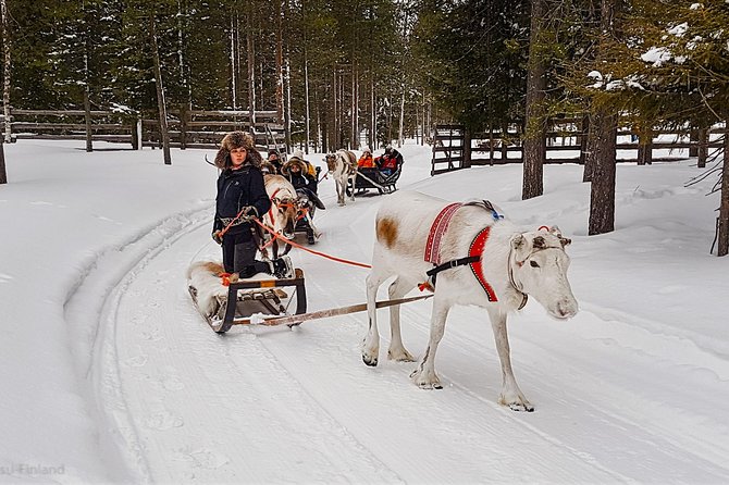 Guided reindeer farm visit and one hour sledge safari - Kopara Reindeer Park and the farm visit