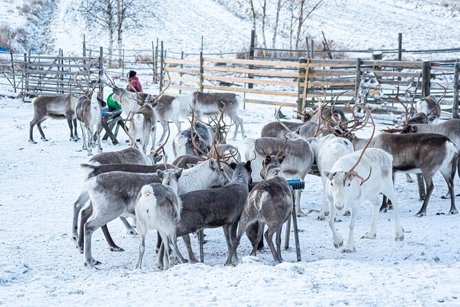 Half-Day Experience in Local reindeer farm in Lapland - The 2km sleigh ride through snowy woods