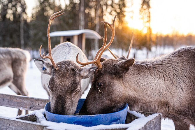 Half-Day Experience in Local reindeer farm in Lapland - Feeding and meeting the reindeer