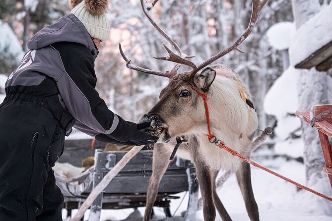 Half-Day Experience in Local reindeer farm in Lapland - Professional photos sent after the tour