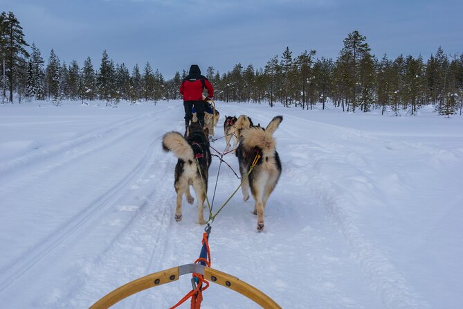 Half-Day Husky Safari and Salmon Ice Fishing Experience - Steering through snowy Lapland