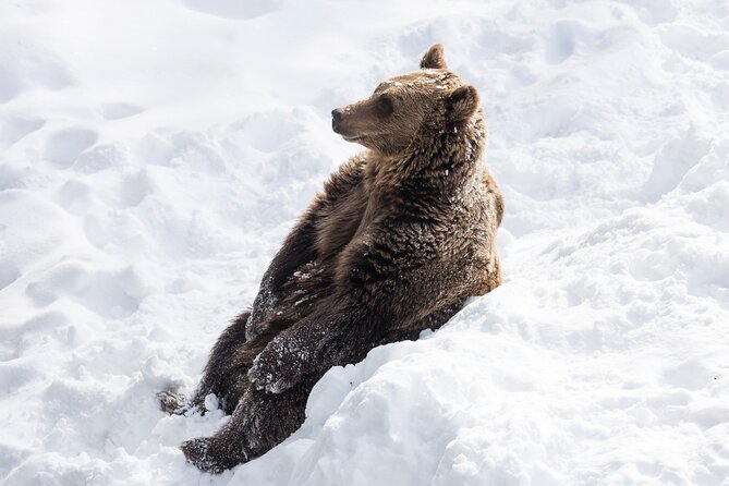 Half-Day Trip to Ranua Wildlife Park from Rovaniemi - A morning with Lapland’s best-known animals