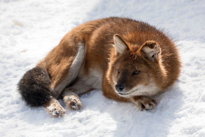 Half-Day Trip to Ranua Wildlife Park from Rovaniemi - Polar bears, reindeer, and the northern animal collection