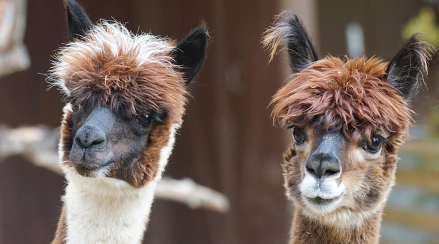 Helsinki: Alpaca Farm Tour with Guided Walk (private) - Key points to know before you book