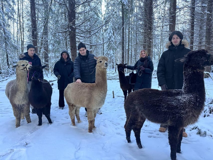 Helsinki: Alpaca Farm Tour with Guided Walk (private) - Why the alpaca walk is the real draw