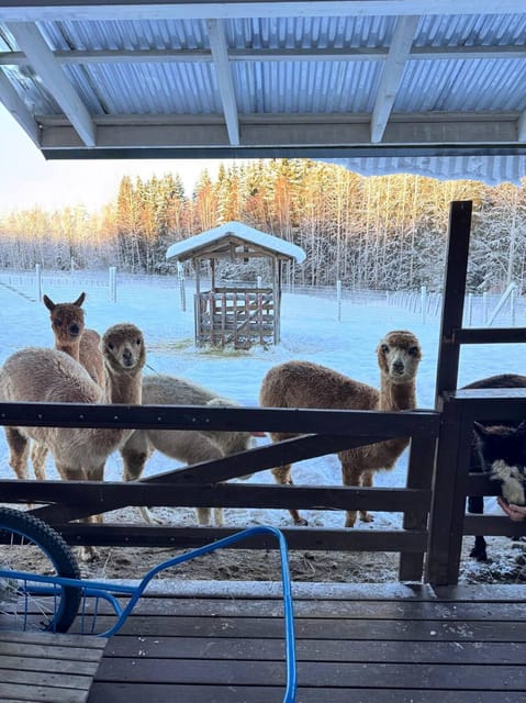 Helsinki: Alpaca Farm Tour with Guided Walk (private) - The Helsinki pickup and two-hour schedule