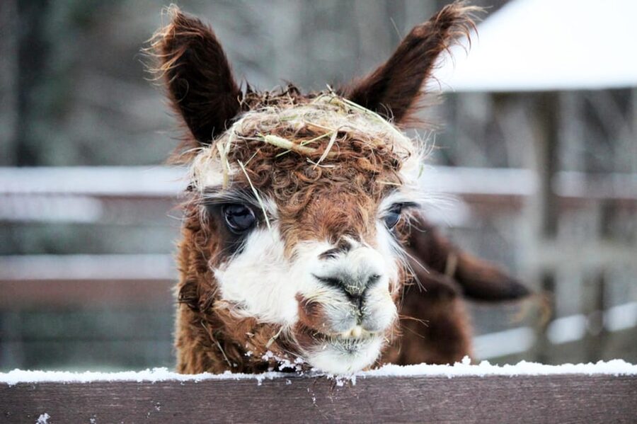 Helsinki: Alpaca Farm Tour with Guided Walk (private) - What to wear and bring