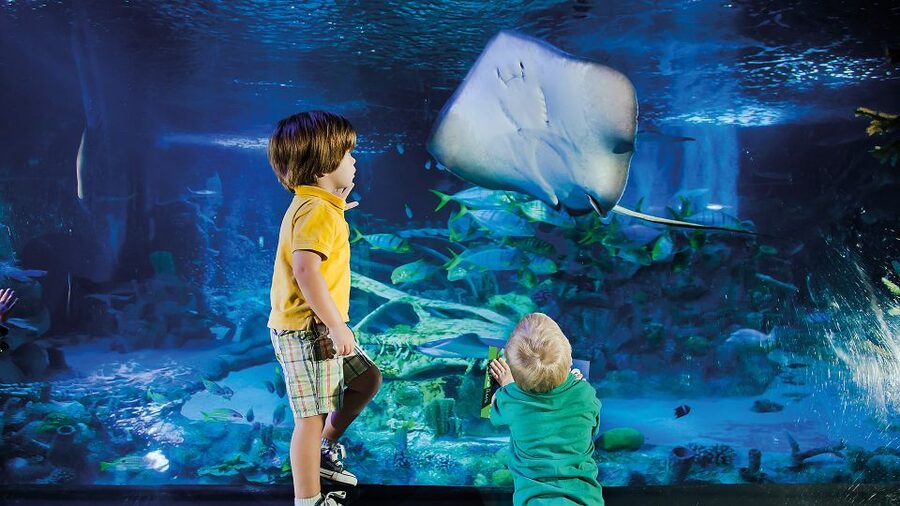 Helsinki: Sea Life Entrance Tickets - Walking beneath the tropical ocean tank