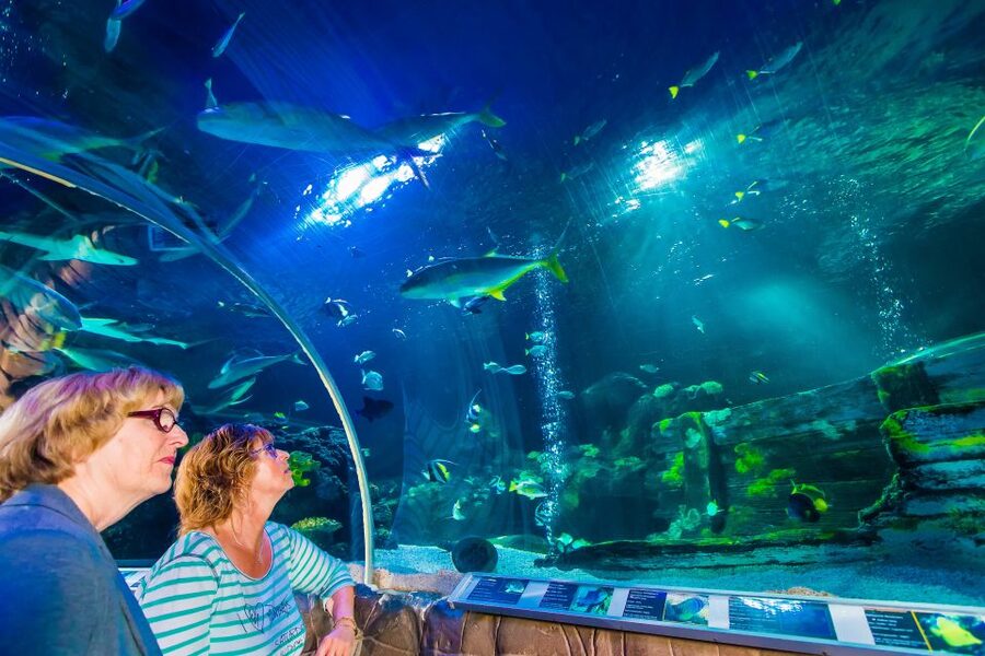 Helsinki: Sea Life Entrance Tickets - Feeding talks and the guide question