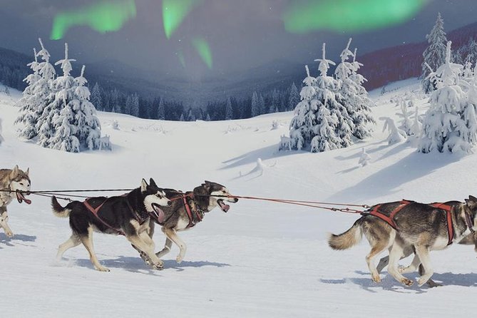 Hunting Northern Lights with Husky - A nighttime ride with working huskies