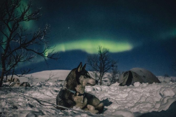 Hunting Northern Lights with Husky - Timing, group size, and the real length of the evening