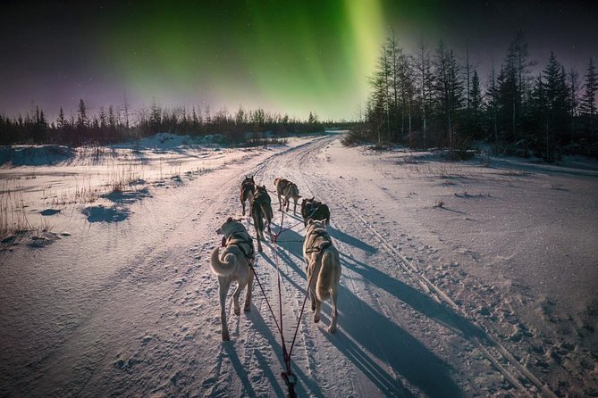 Hunting Northern Lights with Husky - Is $275.90 a fair price?