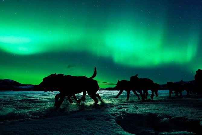 Hunting Northern Lights with Husky - Who should book this evening