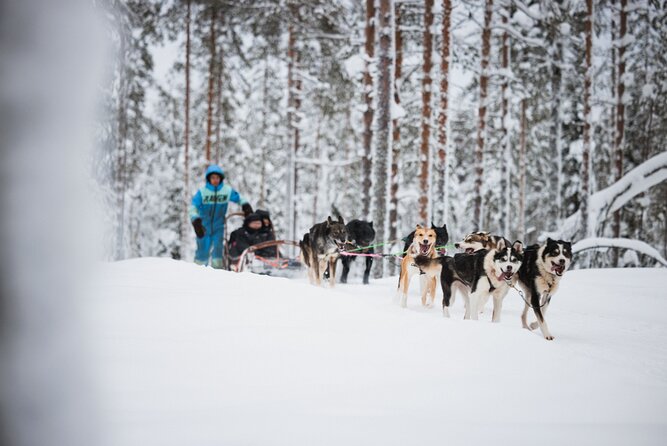Husky and Reindeer Experience - The husky farm is the liveliest stop