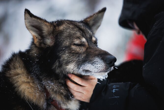 Husky and Reindeer Experience - Santa Claus Village is free time, not a Santa appointment