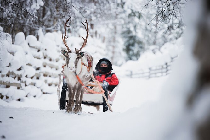Husky and Reindeer Experience - Meeting the reindeer in the snow