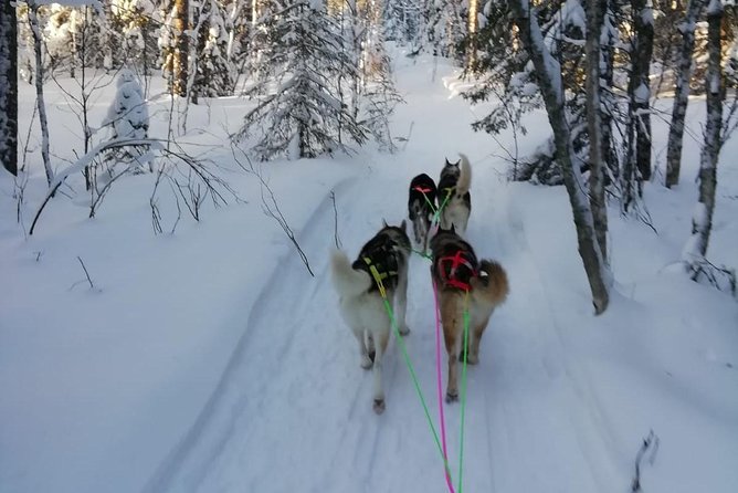 Husky safari - Key points to know before booking