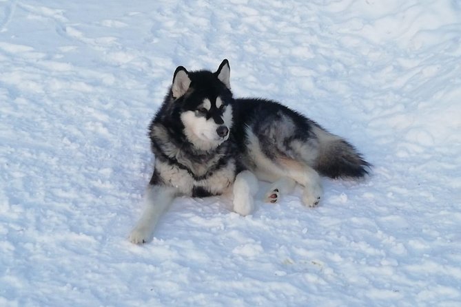 Husky safari - How the two-hour visit is likely to unfold