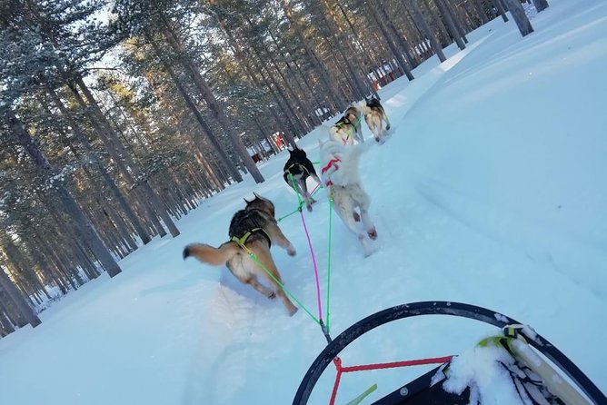 Husky safari - Who will enjoy this most?
