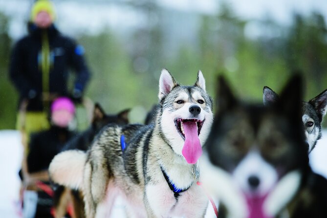 Husky Safari from Levi 2 KM or 5 KM with Husky Sledge Ride - Key points before you book
