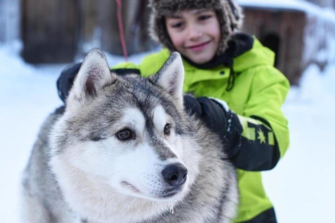 Husky Safari from Levi 2 KM or 5 KM with Husky Sledge Ride - Meeting the huskies near Levi