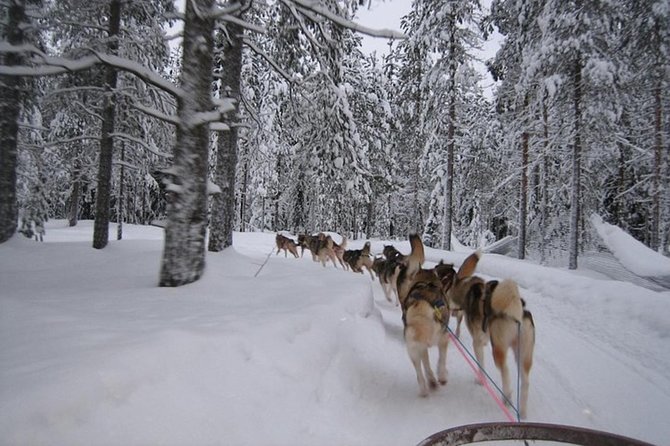 Husky Safari from Levi 2 KM or 5 KM with Husky Sledge Ride - What the roughly two-hour schedule really includes