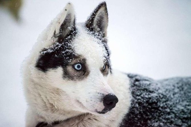 Husky Safari from Levi 2 KM or 5 KM with Husky Sledge Ride - Is $202.84 a fair price?