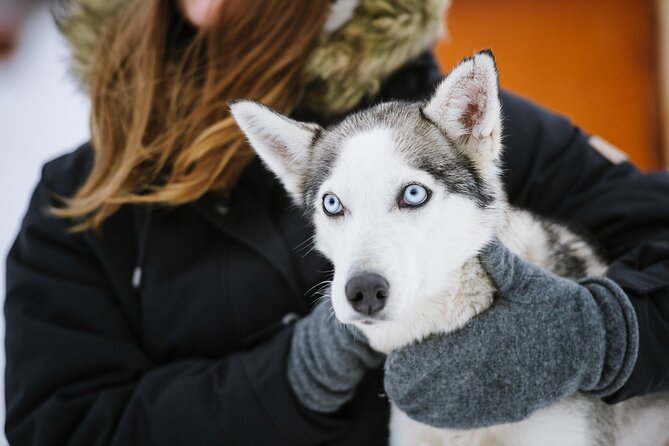 Husky Safari from Levi 2 KM or 5 KM with Husky Sledge Ride - Pickup, clothing, and timing in Levi