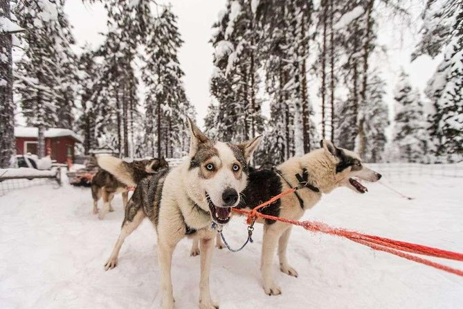 Husky Safari from Rovaniemi Including a Husky Sled Ride - Santa Claus Village versus a more remote farm