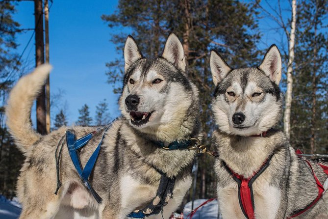 Husky Safari from Rovaniemi Including a Husky Sled Ride - The warm drink and the human touch