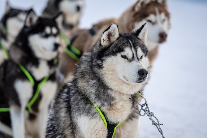 Husky Sledding Self-driving in Rovaniemi - Key points to know before you book