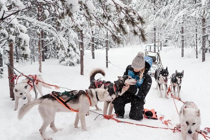 Ice Fishing and Husky - Meeting the huskies near Rovaniemi