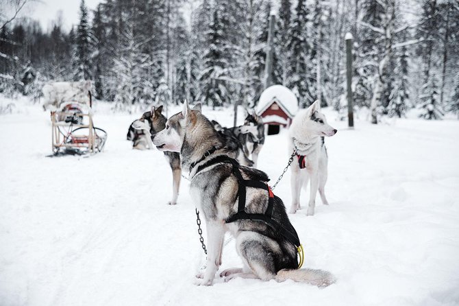 Ice Fishing and Husky - Is $312.41 a fair price?