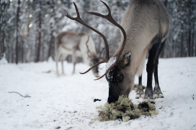 Ivalo: Aurora Hunting with Reindeer - Who will get the most from this evening?