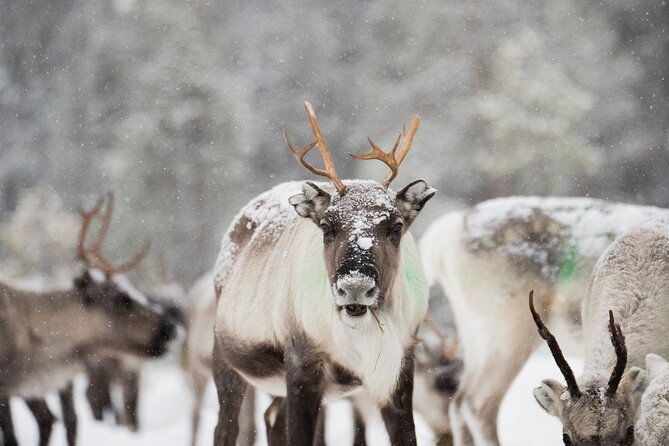 Ivalo: Aurora Hunting with Reindeer - Trying the suopunki lasso technique