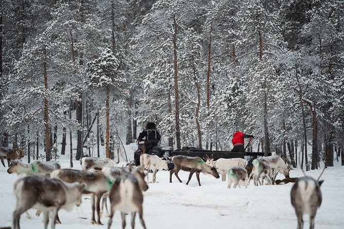 Ivalo: Reindeer herd and fishing experience - A working day with Ivalo reindeer herders