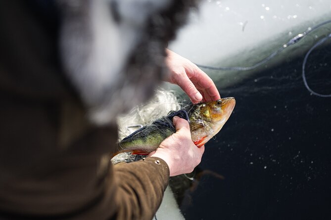 Ivalo: Reindeer herd and fishing experience - Calling the herd and feeding the reindeer