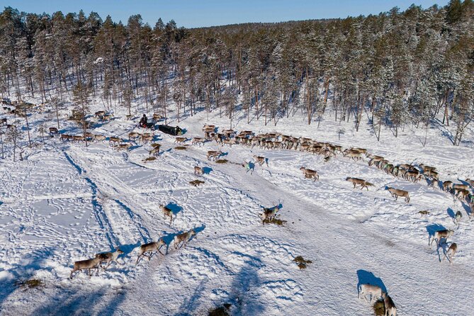 Ivalo: Reindeer herd and fishing experience - Fishing on a frozen lake