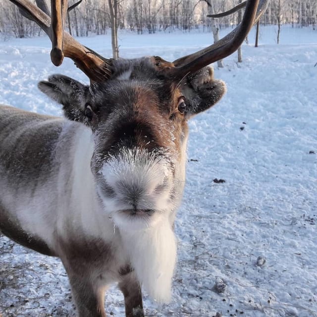 Ivalo: Snowmobile Safari, Meet and Feed Reindeers with Lunch - Learning to handle the snowmobile