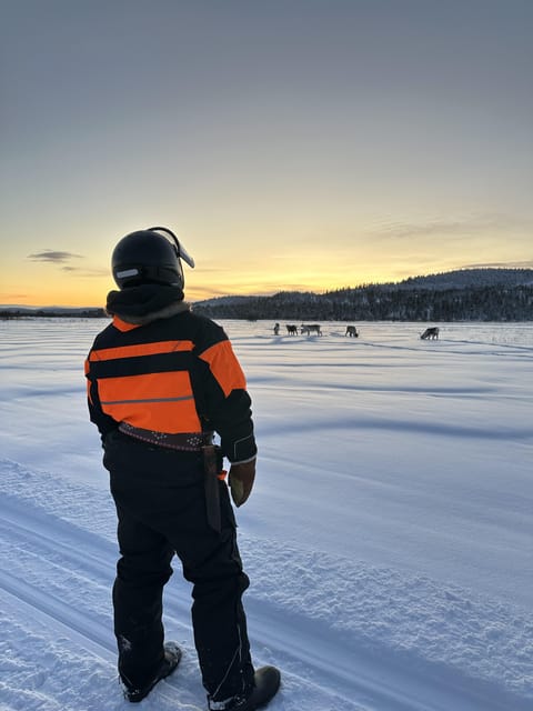 Ivalo: Snowmobile Safari, Meet and Feed Reindeers with Lunch - Meeting Tina and Tapio’s reindeer