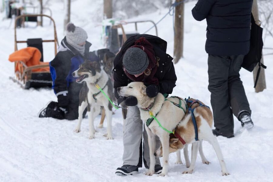 Kemi-Tornio: Husky Sled Ride with Hot Drink - Key things to know before booking