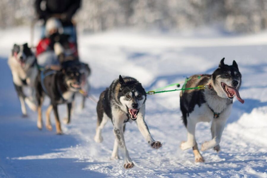 Kemi-Tornio: Husky Sled Ride with Hot Drink - The main event: taking the runners yourself